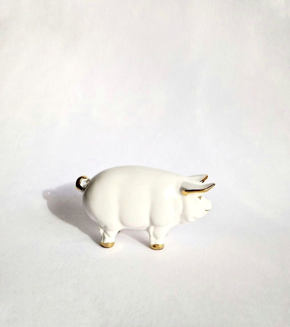 White pig